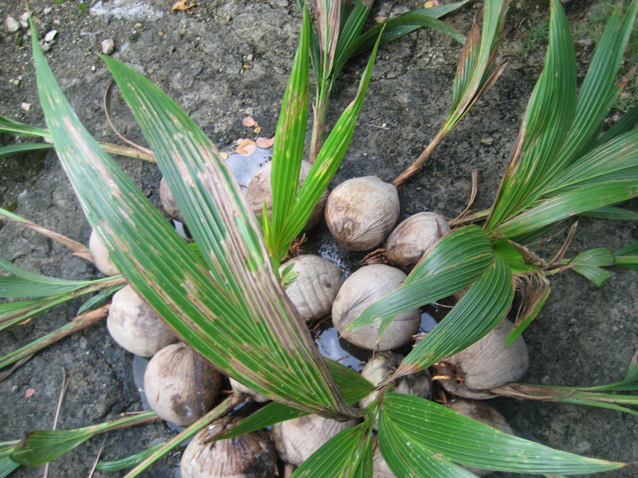 Les coconuts 