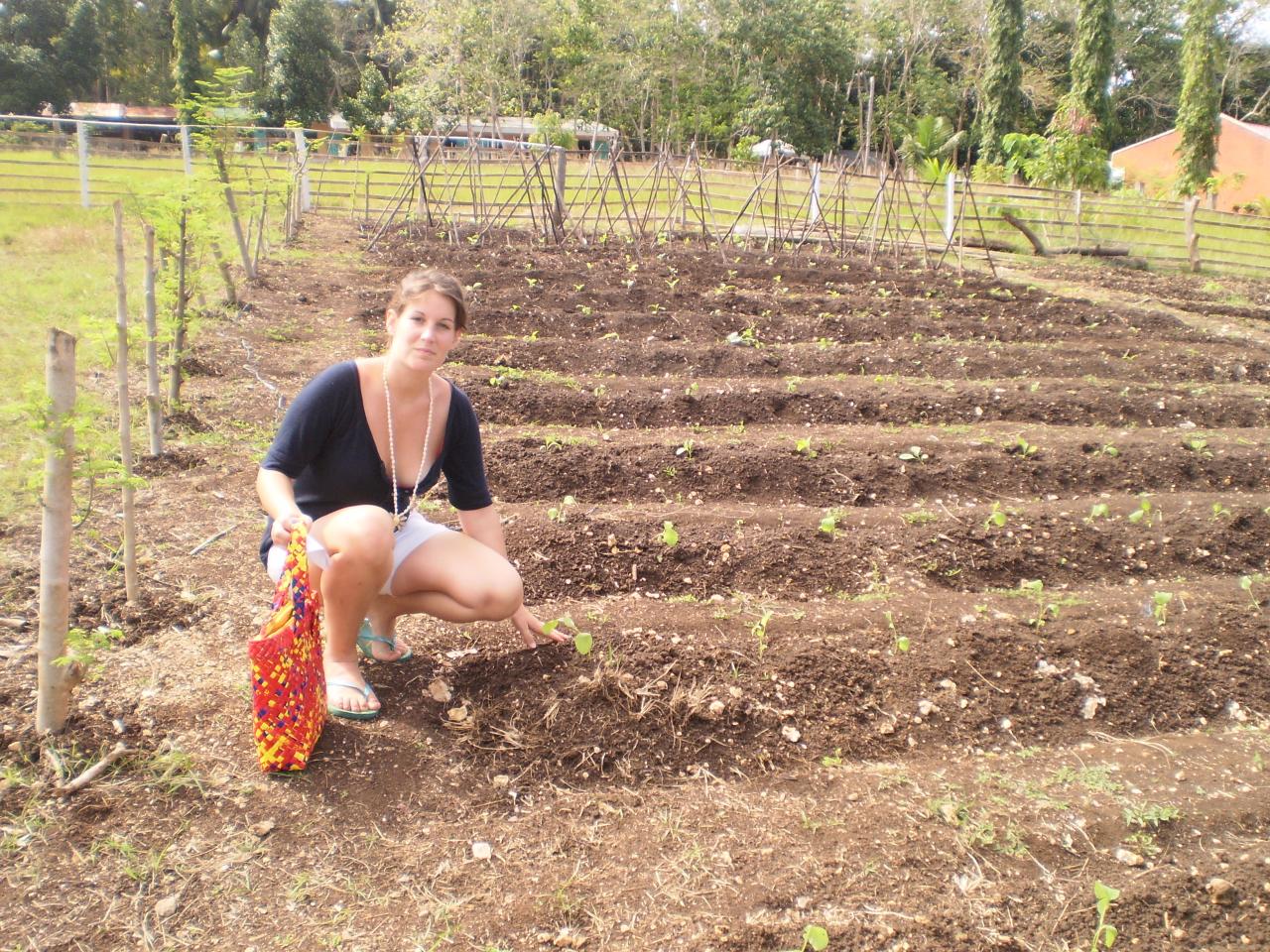 les nouveaux plants en devenir