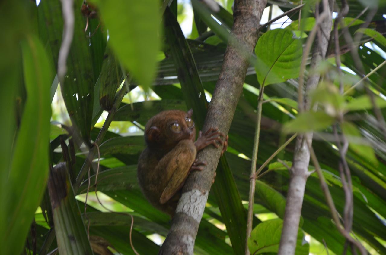 Tarsier 